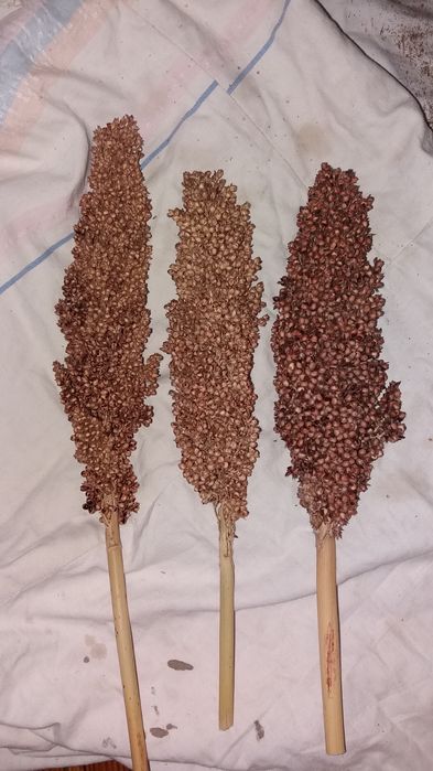 Просо сорго красное