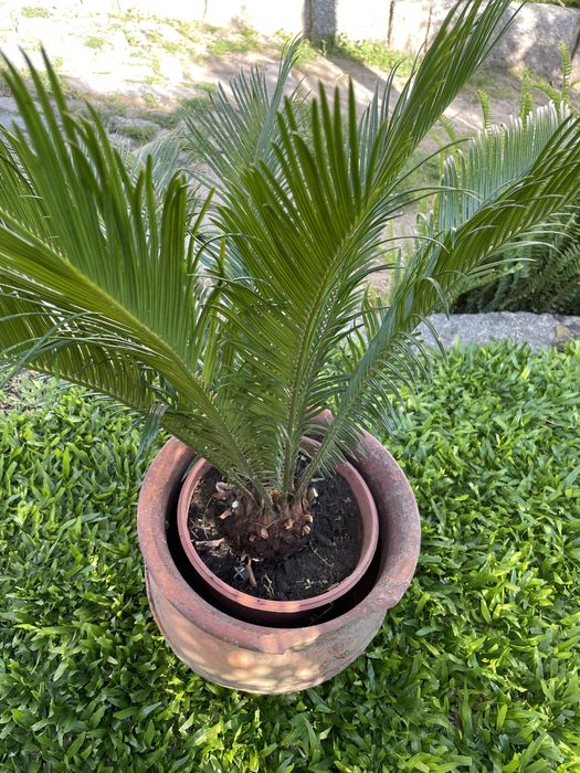 Planta Sika_estilo palmeira com crecimento lento