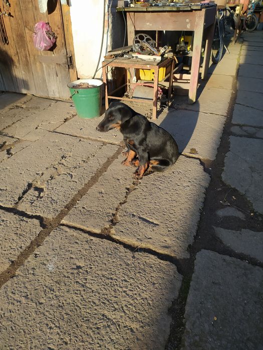 Ягтеріер чистокровний