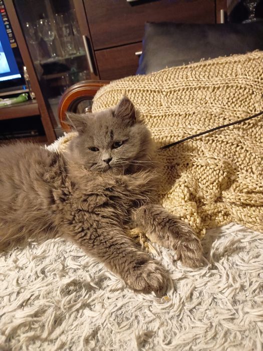 Koty brytyjskie niebieskie