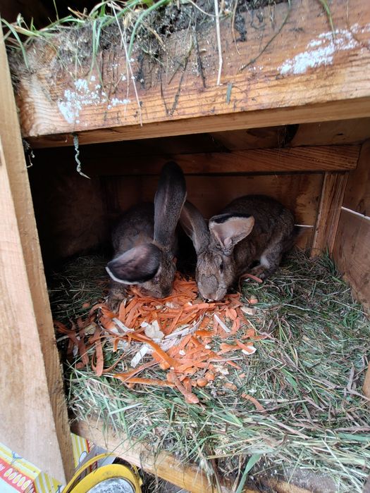 Olbrzymy Belgijskie samce