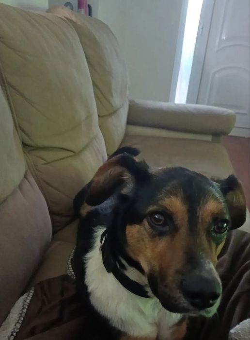 Oreo para adocao urgente