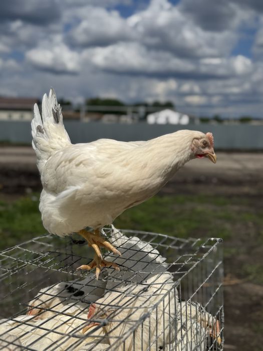 Молодка 4.5 мес, ломан сенди