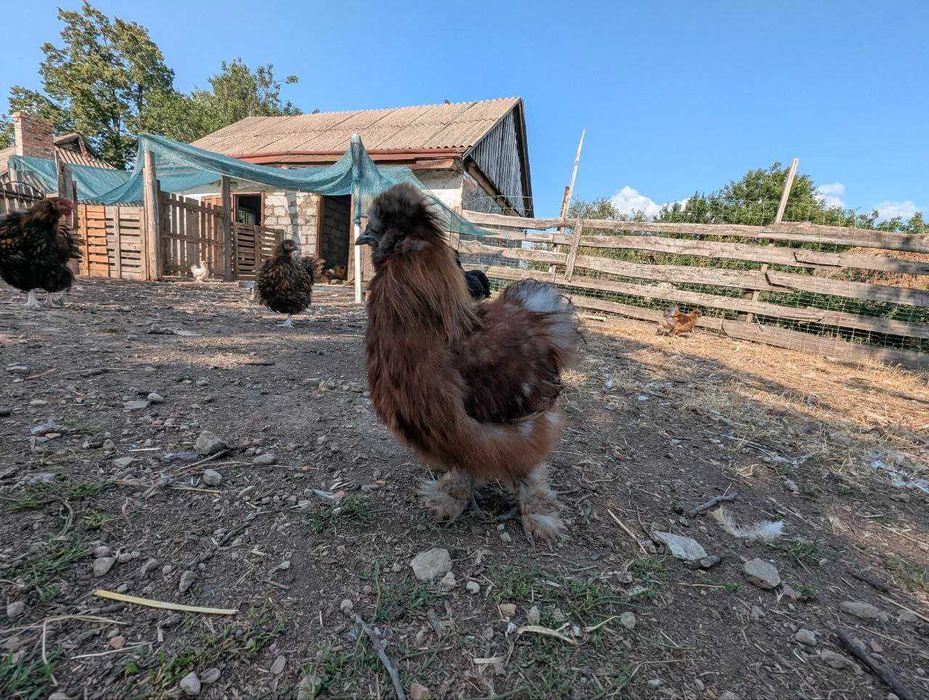 Кури Китайська Шовкова