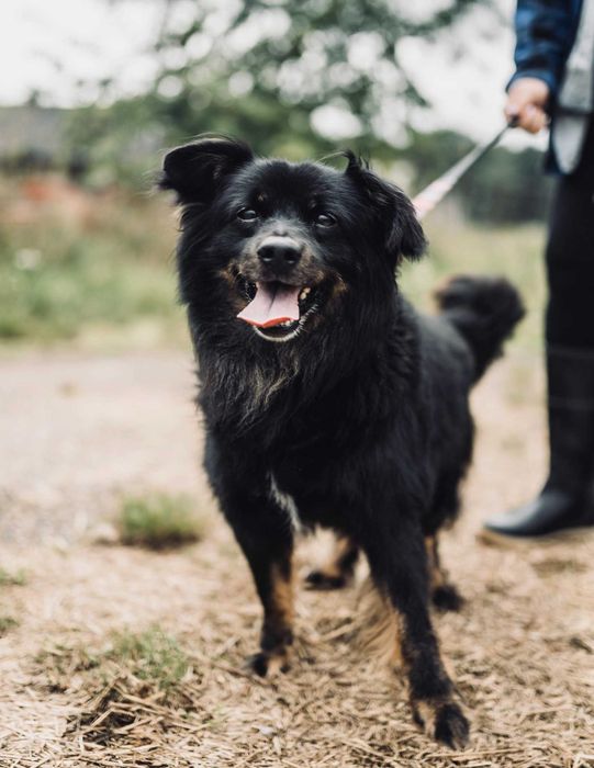 Dublin I Jego Mięciutkie Futerko Szukają Domku Na Zawsze