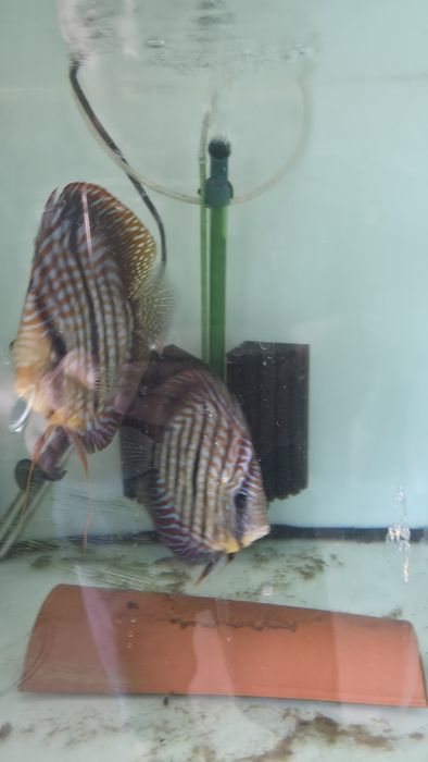 Casal discus Henkel Cross