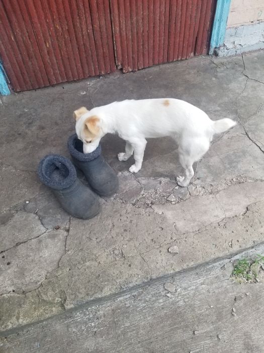 Шукаю хто загубив цуценя. Дівчинка. м.Кагарлик