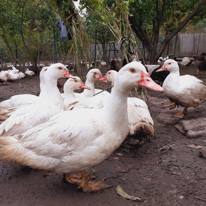 индоутки,селезни молодняк тяжёлая немецкая линия,мускусная,живым весом