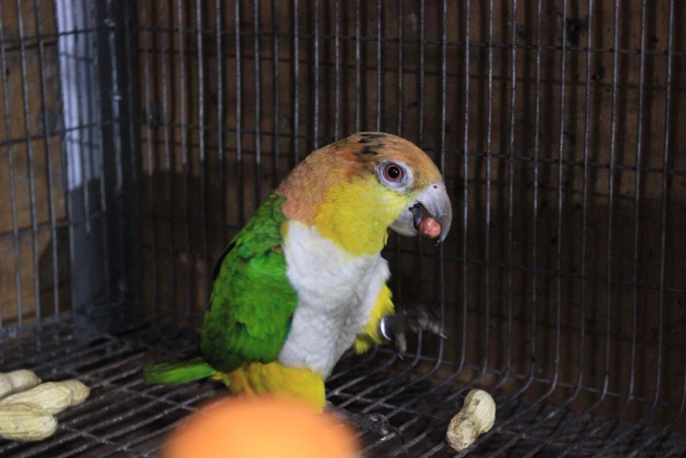 Casal Marianinhas Cabeça Canela