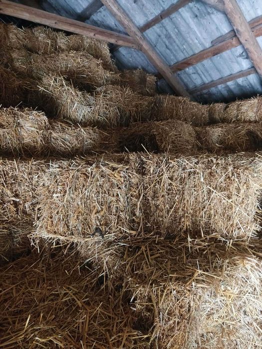 Słoma w kostkach z owsa i pszenżyta