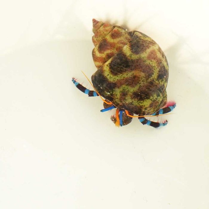 Calcinus elegans (niebieskonogi) - krab pustelnik - akwarium morskie