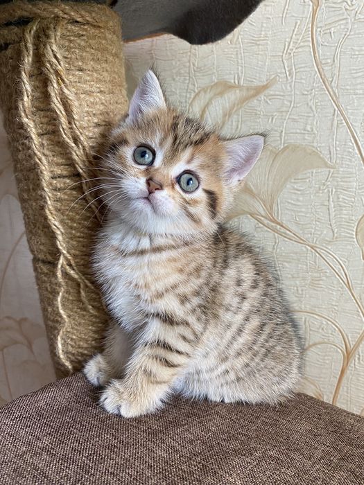 Величезний вибір золотих шотладців від клубних батьків