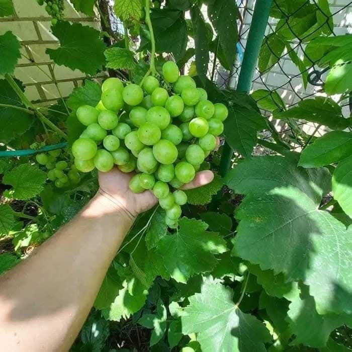 Догляд за садом. Послуги професійного садівника. Ландшафтні роботи