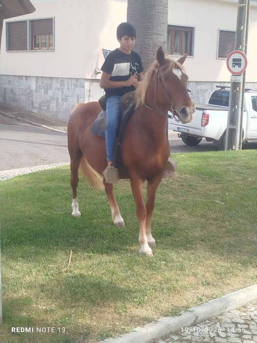 Vendo égua Hafliguer