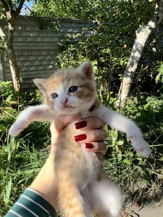 Котенята шукають домівку