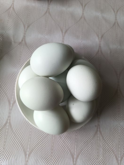 Інкубаційні яйця