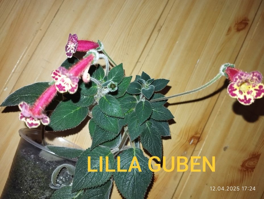 Колерія. Декілька сортів