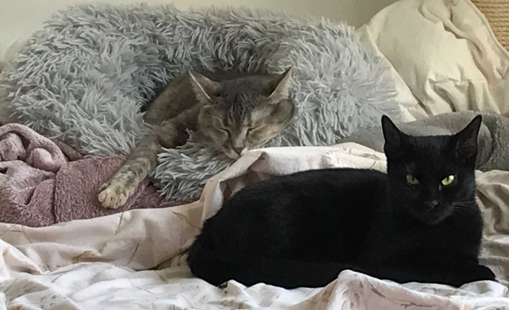 Kotka po przejściach szuka spokojnego domu