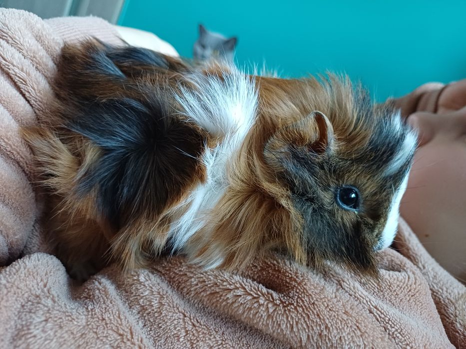 Swinka morska, cavia domowa samczyk