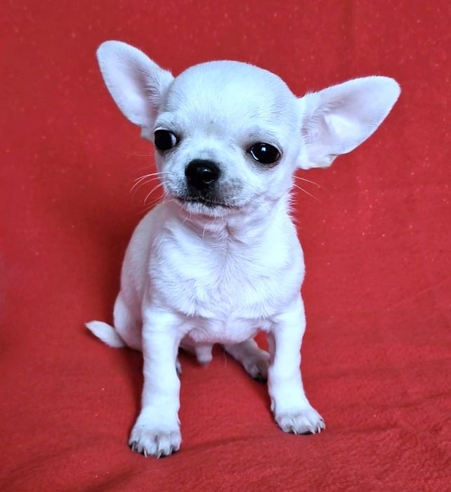 Цуценята Чихуахуа з родоводом КСУ-FCI