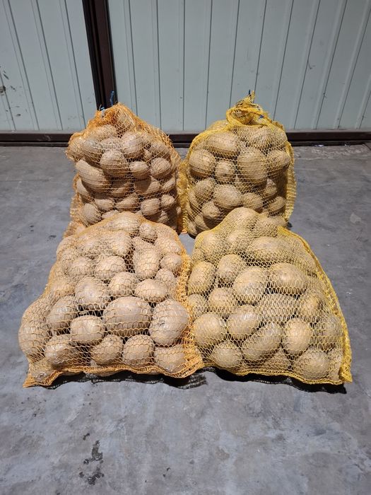 Ziemniaki jadalne Melody/Tajfun