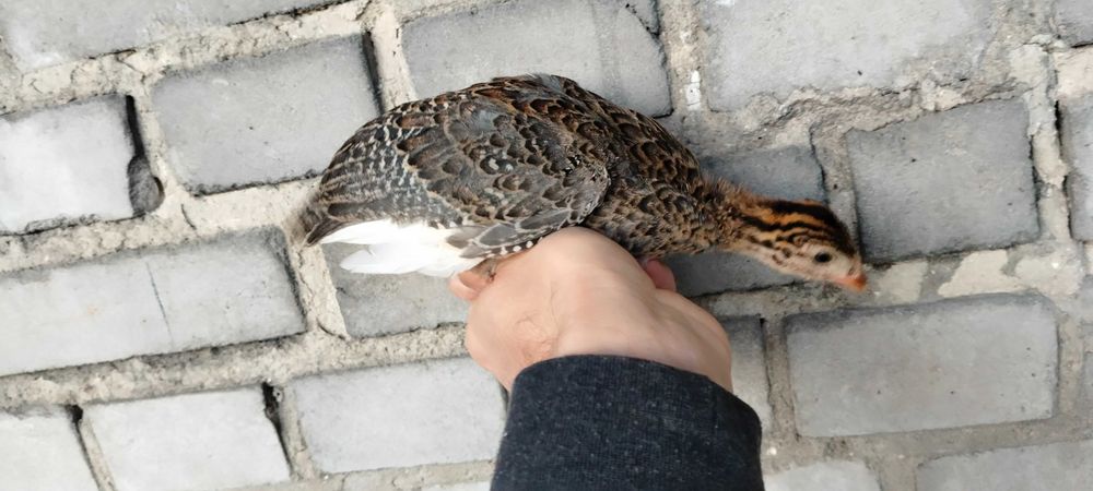 Perliczka sprzedam