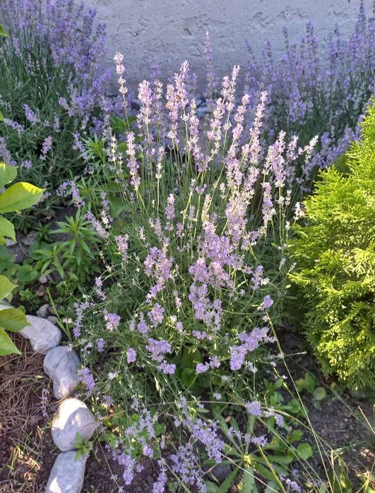 Лаванда вузьколиста англійська саджанці, лаванда саженцы