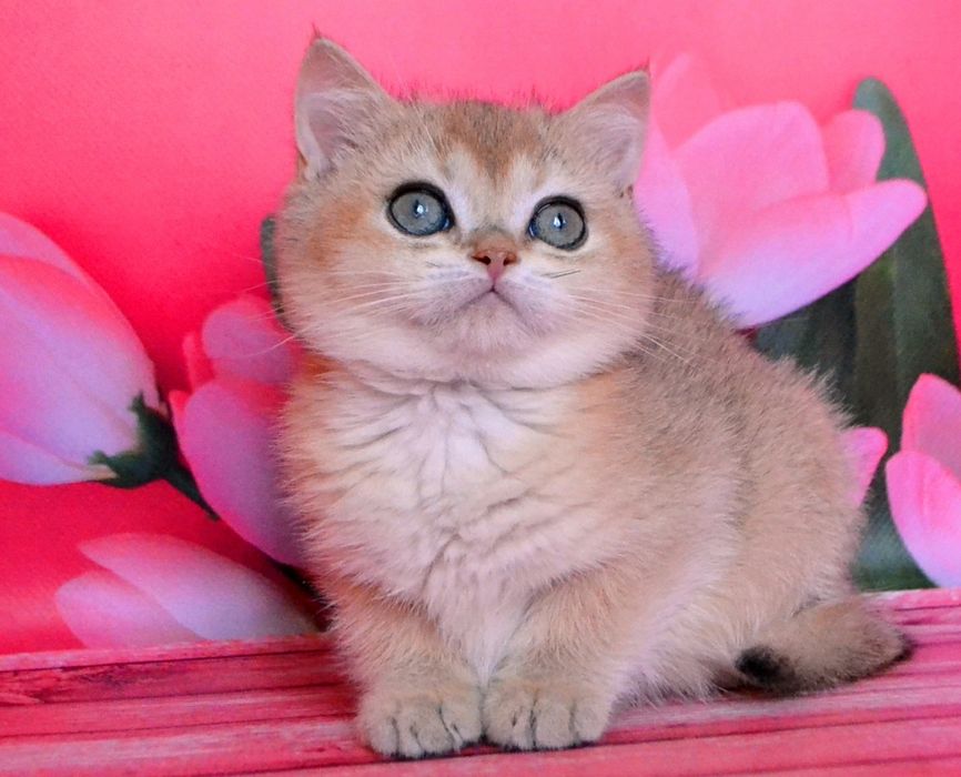 Кошечка золотая шиншилла
