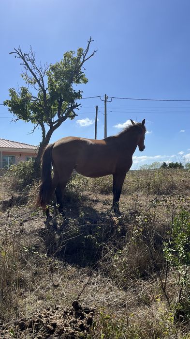 Egua puro sangue lusitano 3 anos