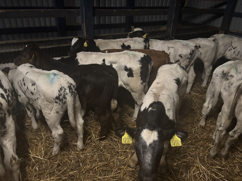 Sprzedam stado bydła miesnego