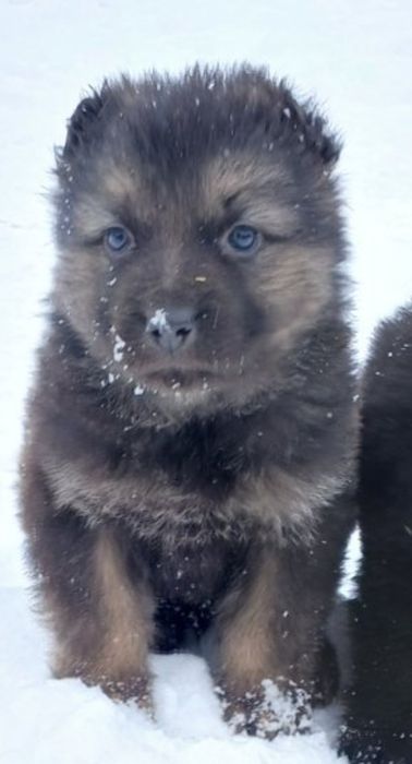 Продам цуценят німецької вівчарки