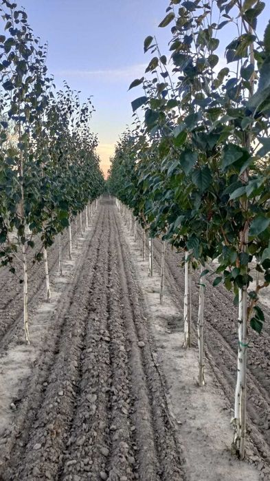 Drzewa alejowe Klon, Lipa ,grab, dąb, katalpa, brzoza Cena 260 zł