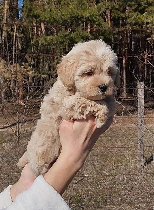 Мальтипу мальчики и девочки