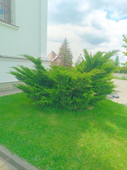 Бонсай, нівакі, топіар, стрижка, догляд