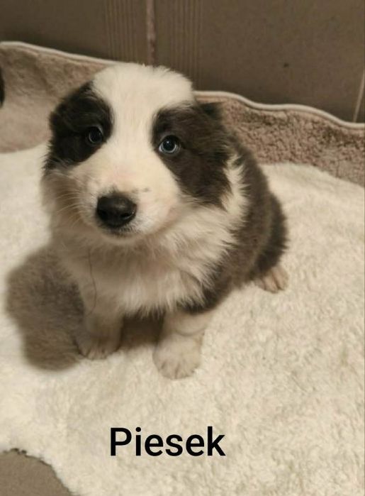 Border collie aktualne