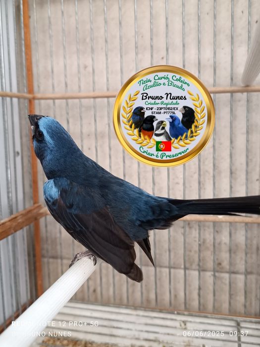 Azulão do Brasil (Cyanocompsa brissonii)