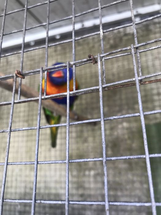 Para  ceder um casal de loros malocanos