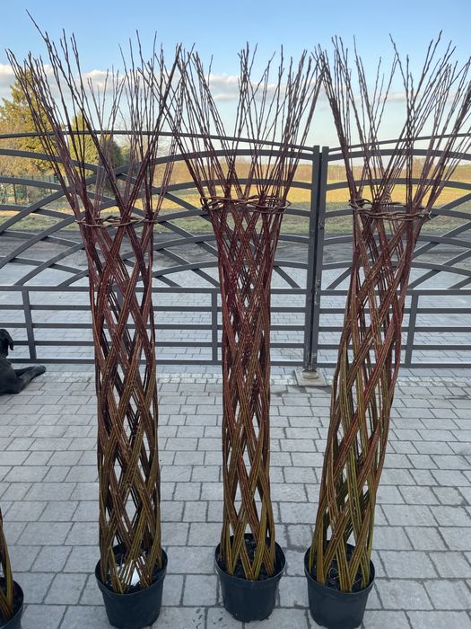 Sprzedam wierzby plecione wysokość 160 cm.  Cena 90 zl