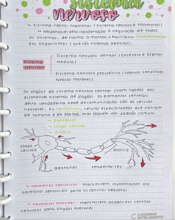 Resumos Biologia e Geologia 10º e 11º para Exame Nacional IAVE 2026