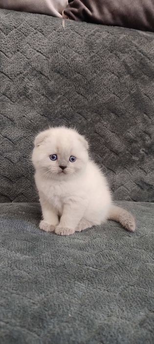 Шотландські кошенята