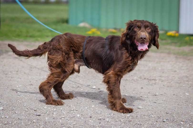 Piesek płochacz niemiecki wachtelhund szuka domku