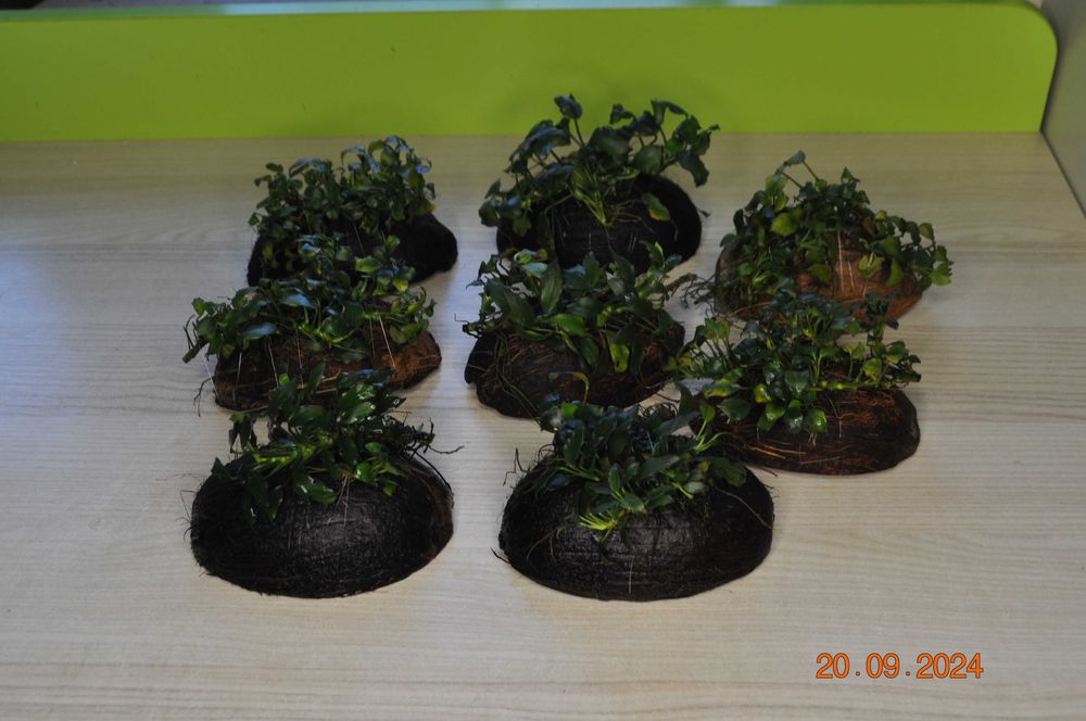 Anubias Nana Pangolino na kokosie, skorupie orzecha kokosowego