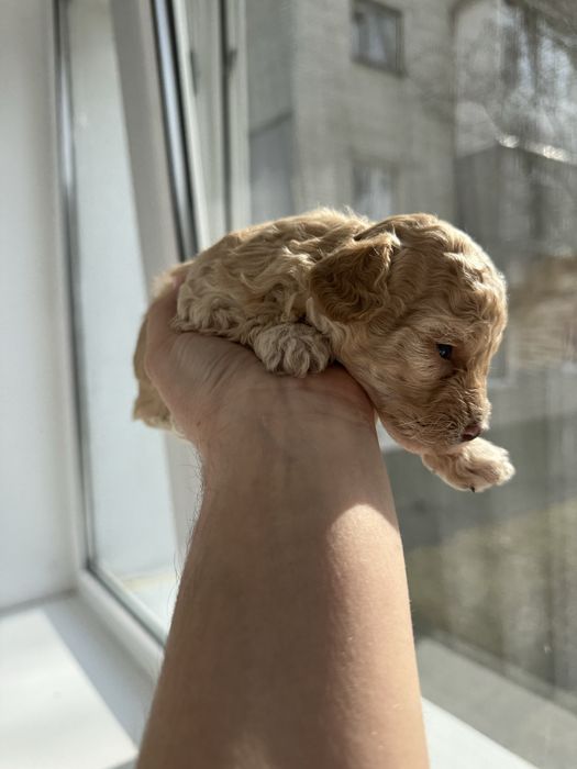 Дівчатка мальтіпу