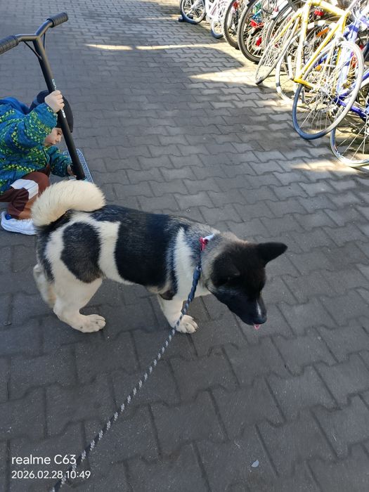 Gotowy do przeprowadzki do nowego domu Akita AmerykańskaFSI.