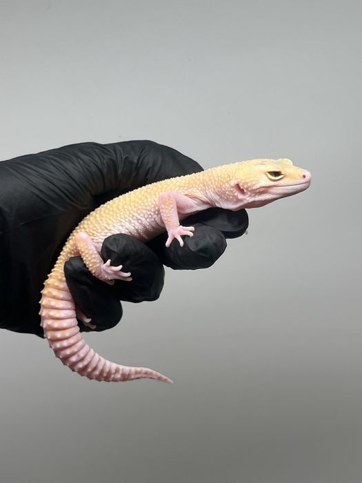 Gekon lamparci samica sunglow możliwe terrarium