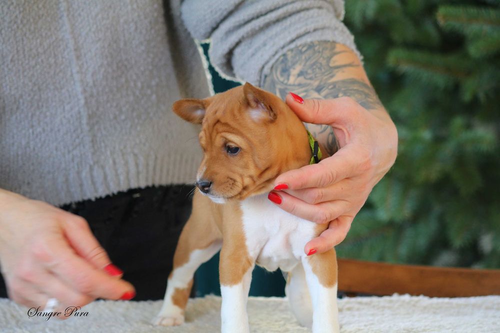 Suczka szczenię Basenji