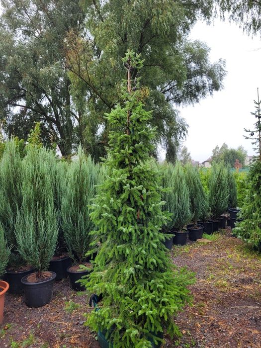 Ялівець Блу Арроу в асортименті від 1.8 + м