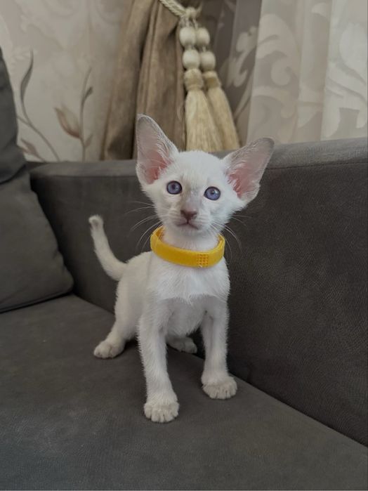 Ориентал кошка Лиловая сил-поинт