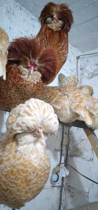 Czubatka Polska Wielbłądzia Olbrzymia jajka