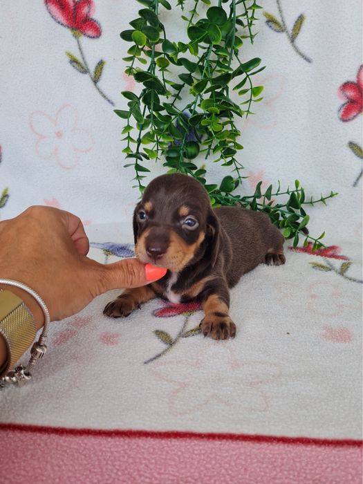 Excelente menina Teckel Choco Tan  de Qualidade